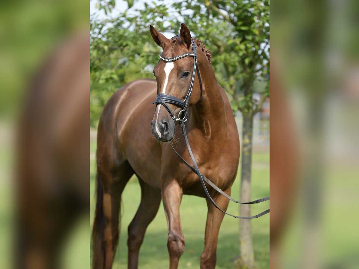 Duits sportpaard Merrie 6 Jaar 167 cm Donkere-vos in Sassenberg