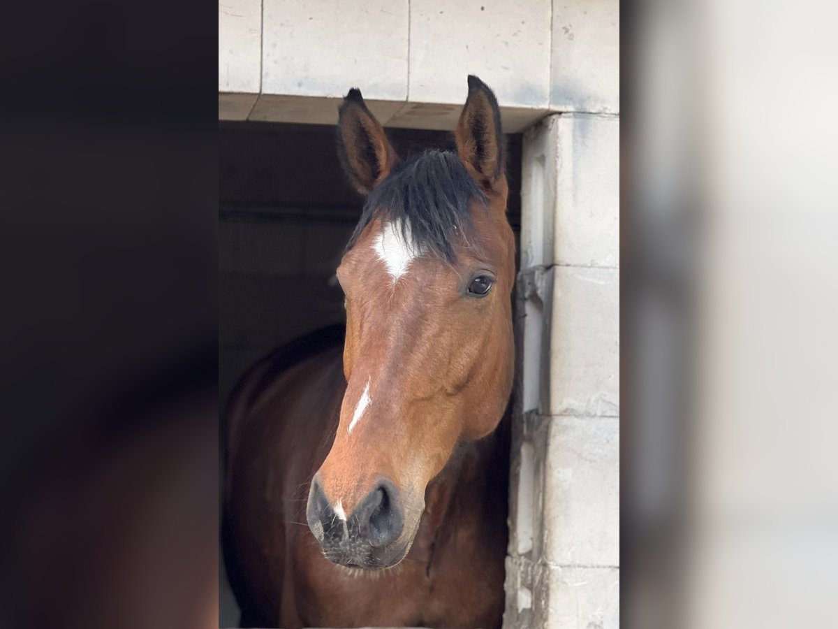 Duits sportpaard Merrie 6 Jaar 168 cm Bruin in Brieselang