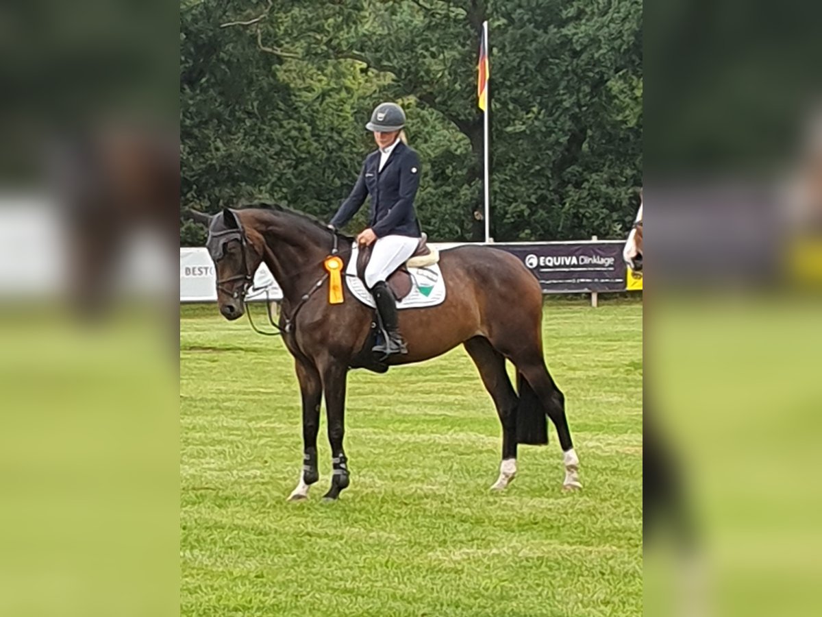 Duits sportpaard Merrie 6 Jaar 168 cm Bruin in Esterwegen