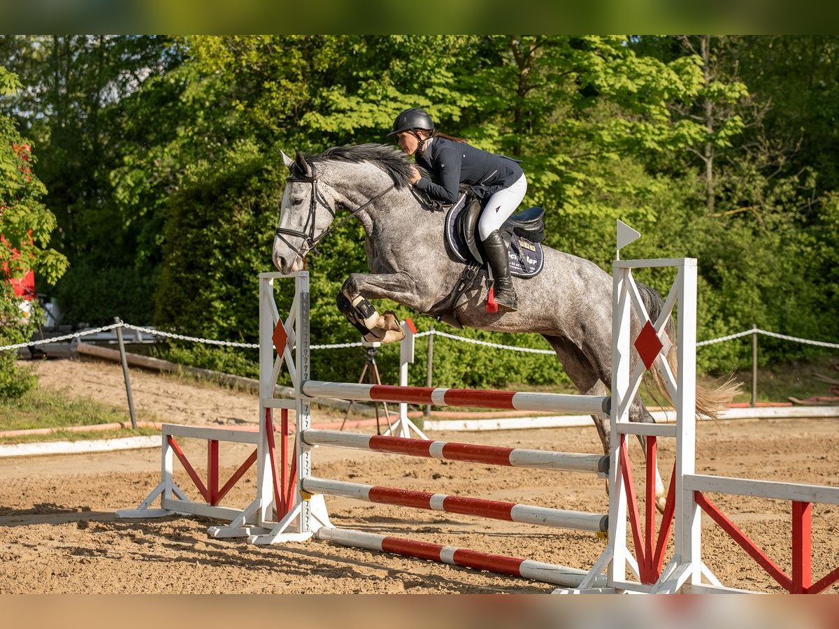 Duits sportpaard Merrie 6 Jaar 168 cm Schimmel in Blankenheim