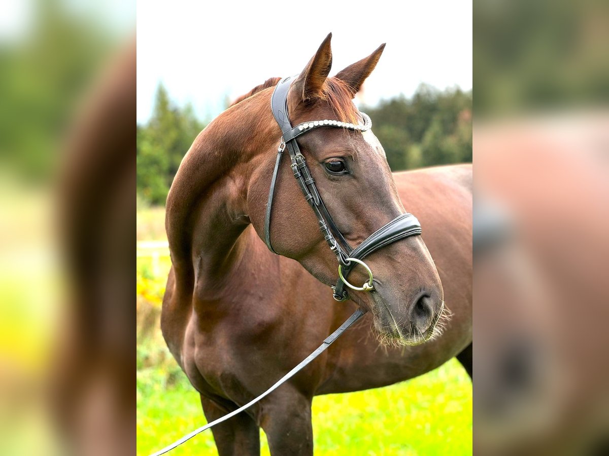 Duits sportpaard Merrie 6 Jaar 169 cm Donkere-vos in Karlsfeld