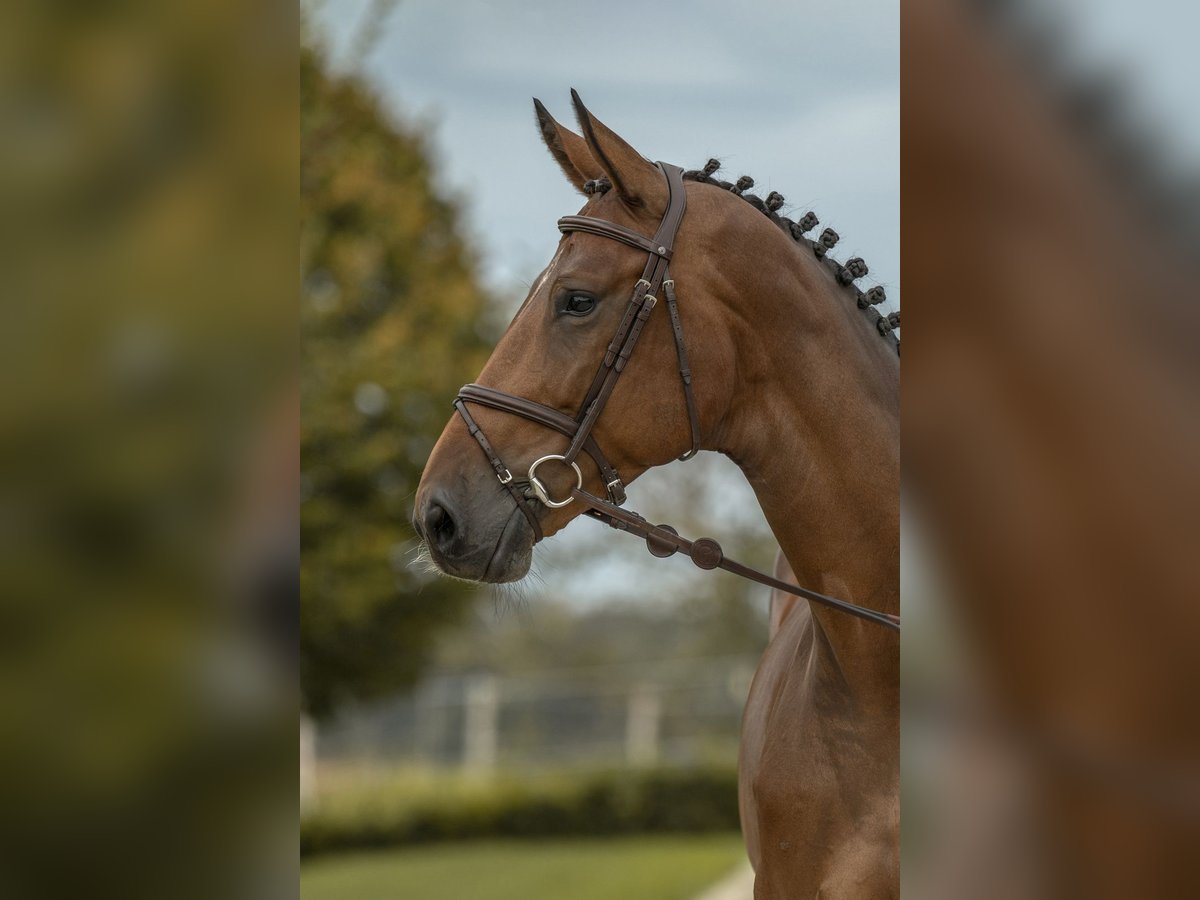 Duits sportpaard Merrie 6 Jaar 170 cm Bruin in Gomadingen