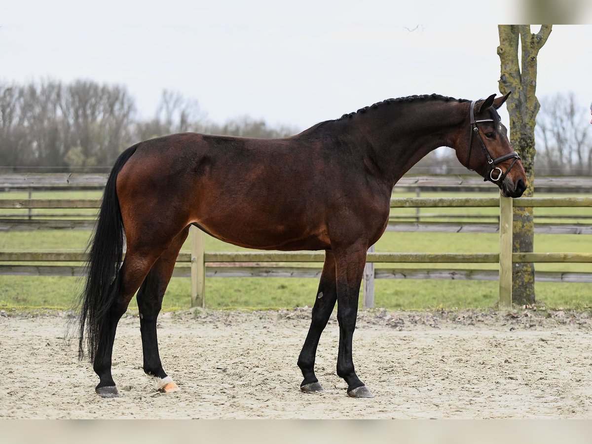 Duits sportpaard Merrie 6 Jaar 170 cm Bruin in Riedstadt