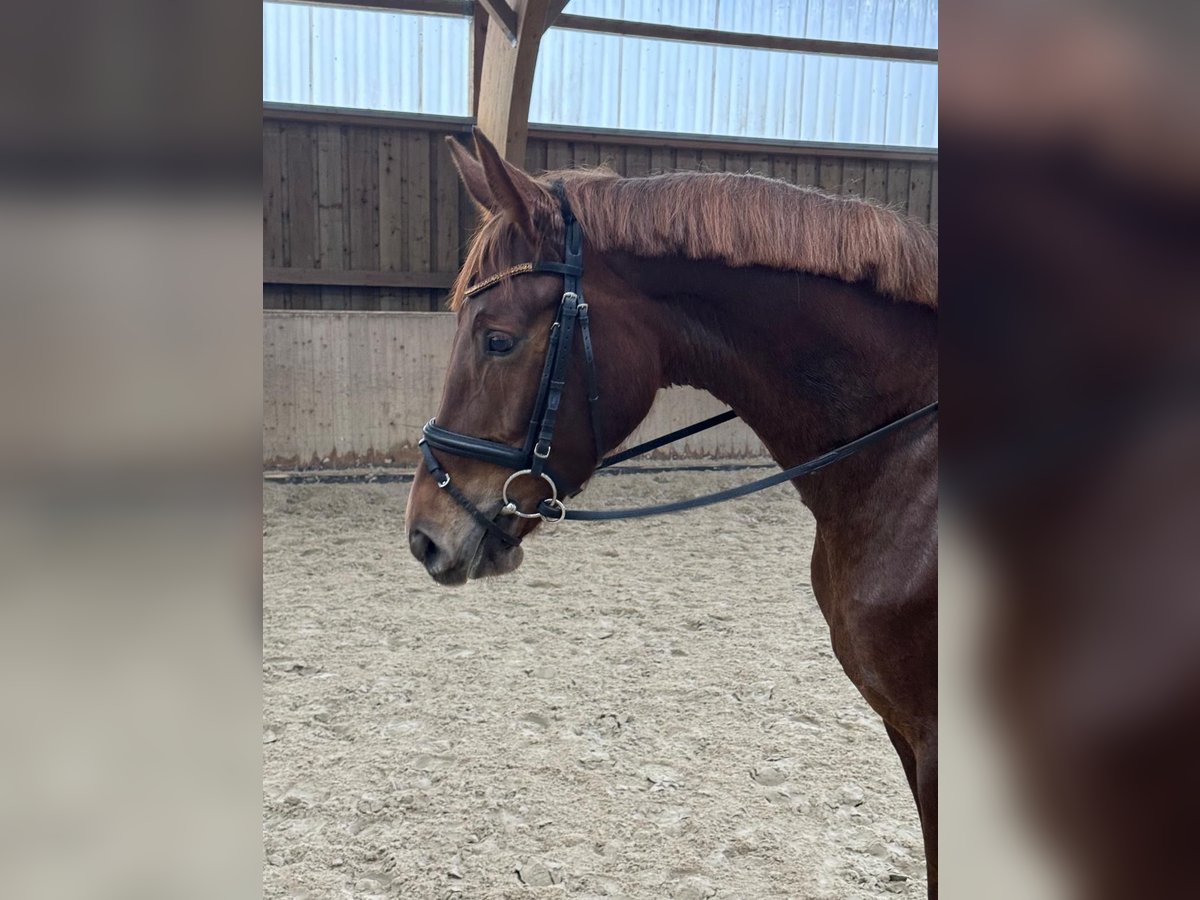 Duits sportpaard Merrie 6 Jaar 170 cm Donkere-vos in Zossen