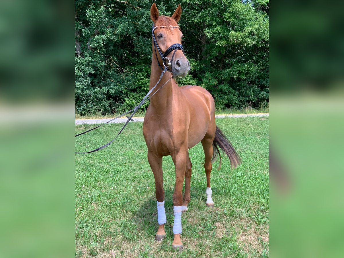 Duits sportpaard Merrie 6 Jaar 170 cm Vos in WitschFeldkirchen in K&#xE4;rnten