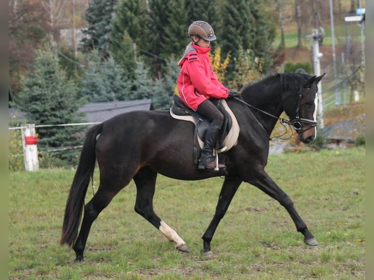 Duits sportpaard Merrie 6 Jaar 170 cm Zwart in Brand-Erbisdorf