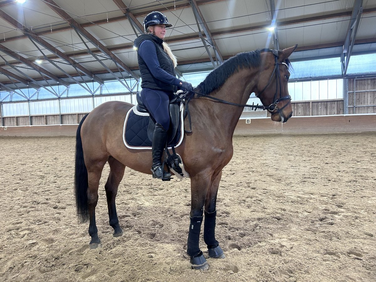 Duits sportpaard Merrie 6 Jaar 171 cm Bruin in Phöben