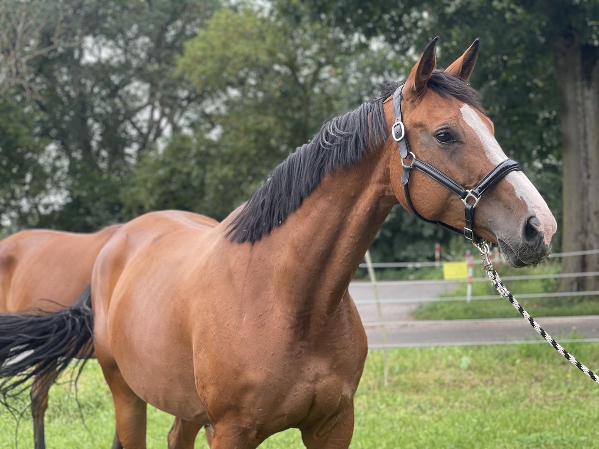 Duits sportpaard Merrie 6 Jaar 172 cm Bruin in Trebbin