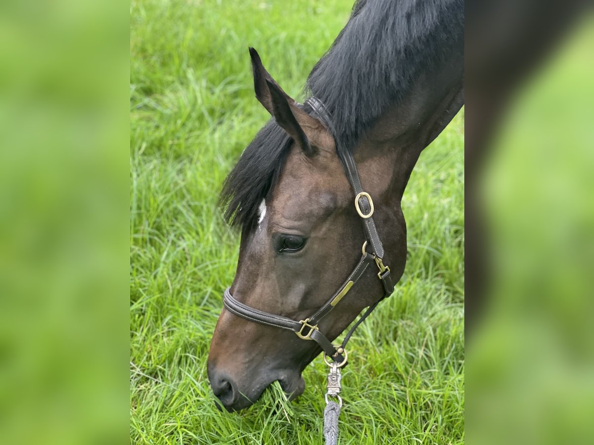 Duits sportpaard Merrie 6 Jaar 172 cm Zwartbruin in Münster