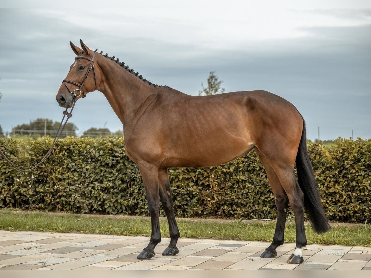 Duits sportpaard Merrie 6 Jaar 173 cm Bruin in Göppingen