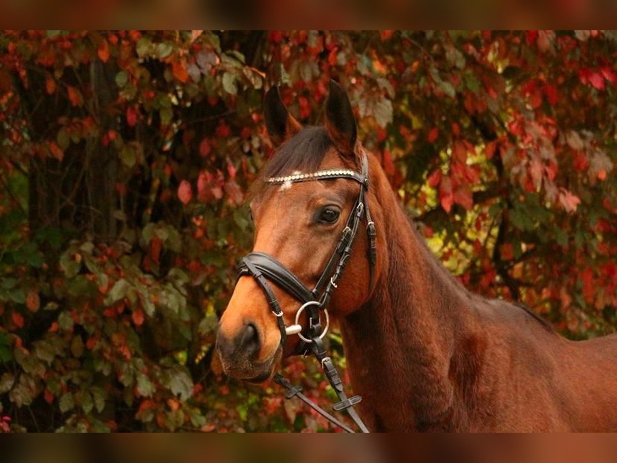Duits sportpaard Merrie 7 Jaar 160 cm Bruin in Hamburg Rahlstedt