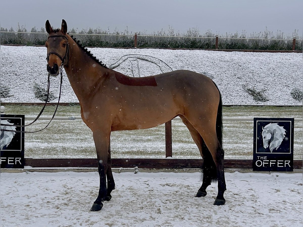 Duits sportpaard Merrie 7 Jaar 161 cm Brauner in Mengen