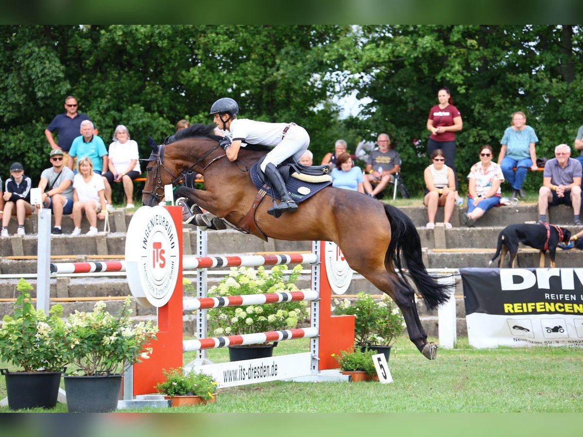 Duits sportpaard Merrie 7 Jaar 164 cm Donkerbruin in Kamenz