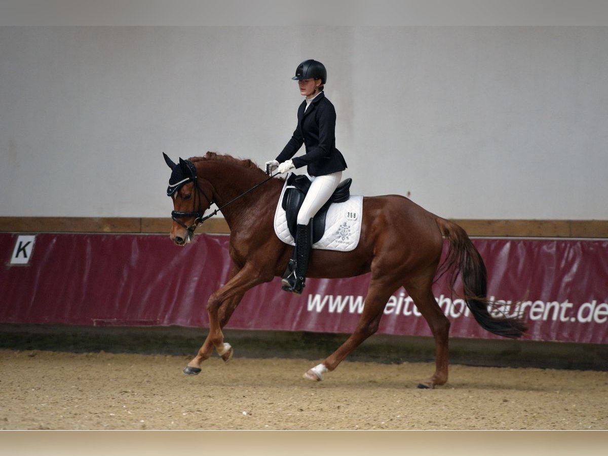 Duits sportpaard Merrie 7 Jaar 165 cm Vos in Moorenweis