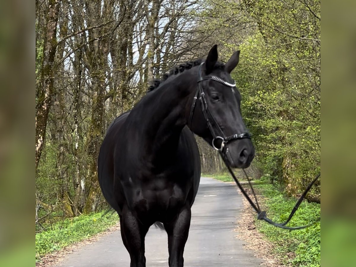 Duits sportpaard Merrie 7 Jaar 165 cm Zwart in Dillenburg