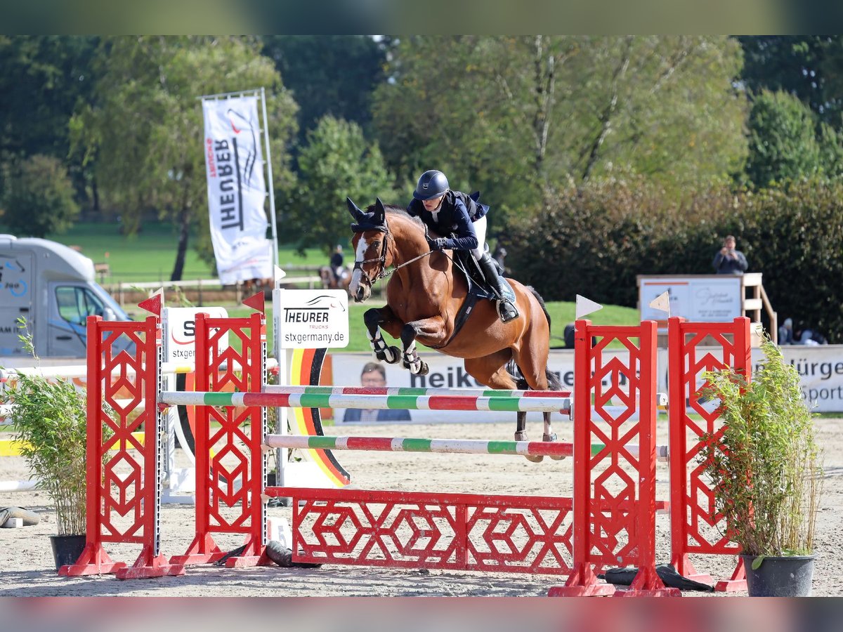 Duits sportpaard Merrie 7 Jaar 166 cm Bruin in Helmstedt