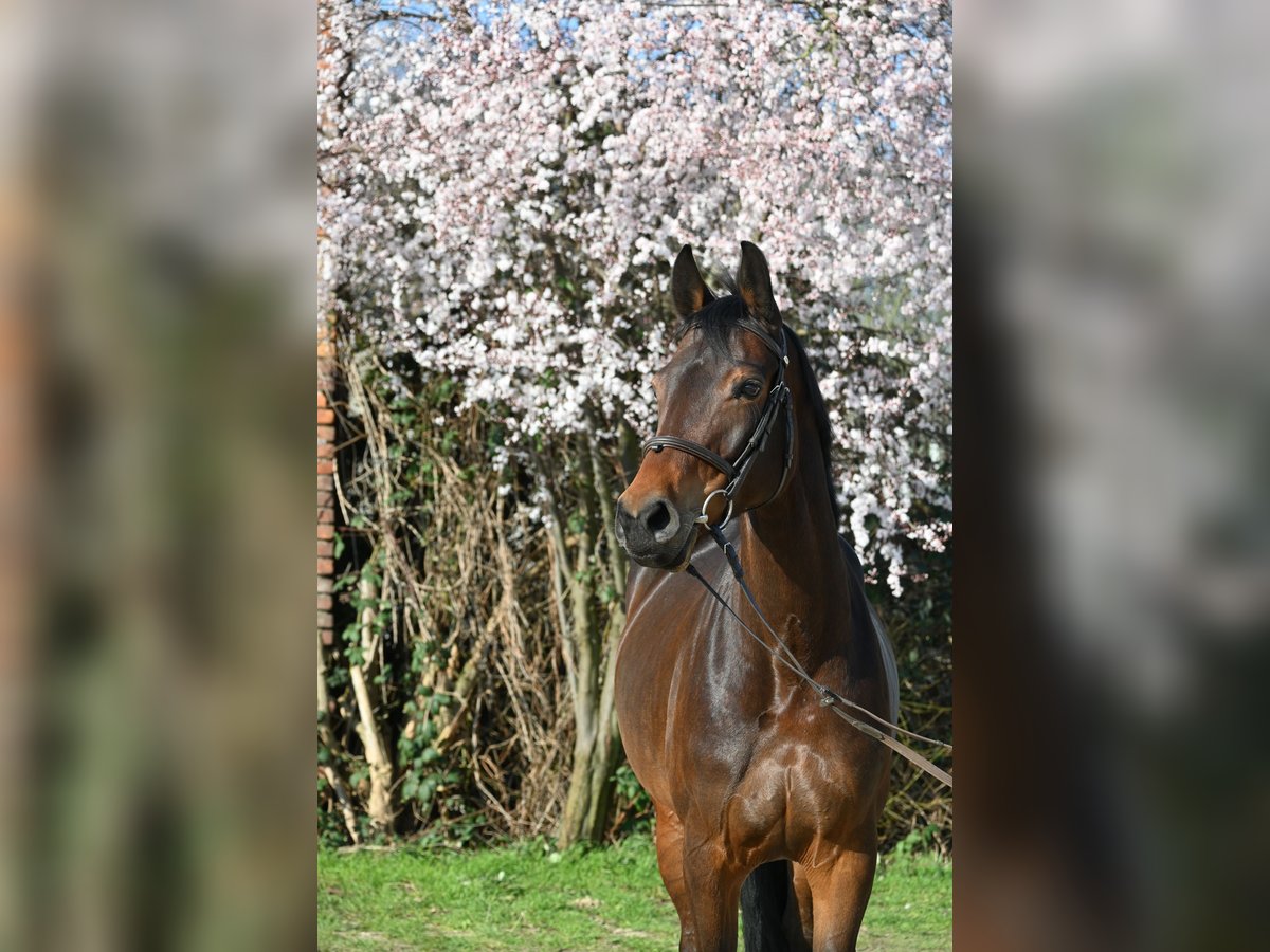 Duits sportpaard Merrie 7 Jaar 166 cm Donkerbruin in Lonsee
