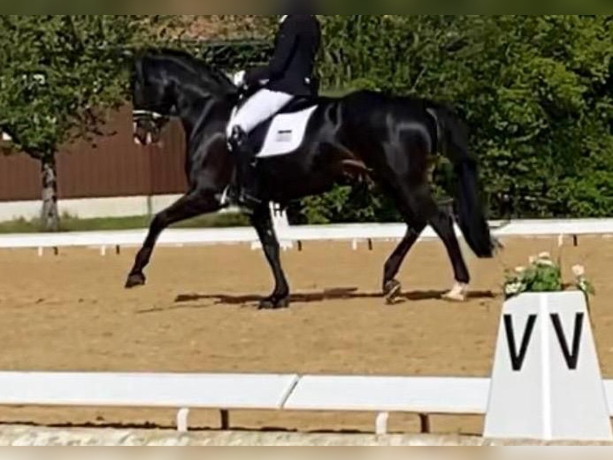 Duits sportpaard Merrie 7 Jaar 167 cm Zwartbruin in Nordhausen