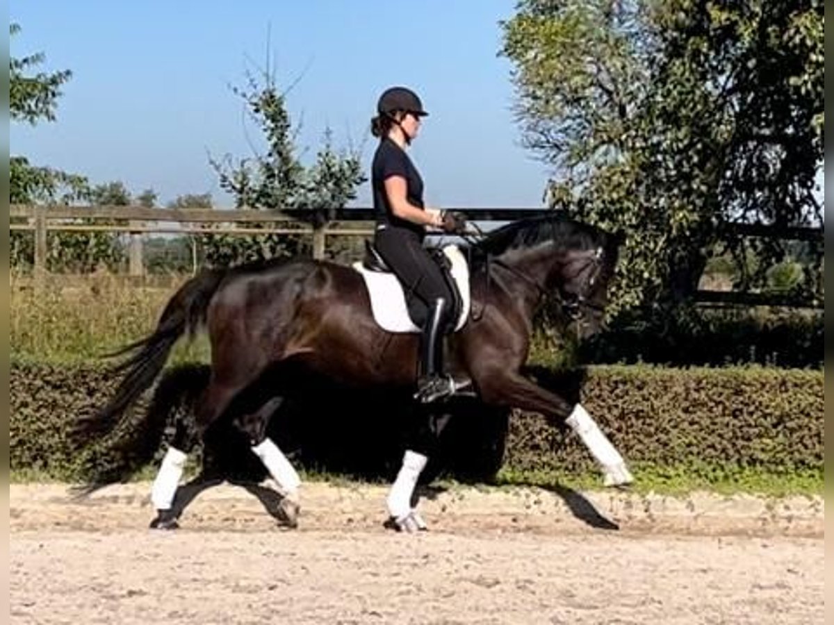 Duits sportpaard Merrie 7 Jaar 168 cm Donkerbruin in Gro&#xDF;beeren