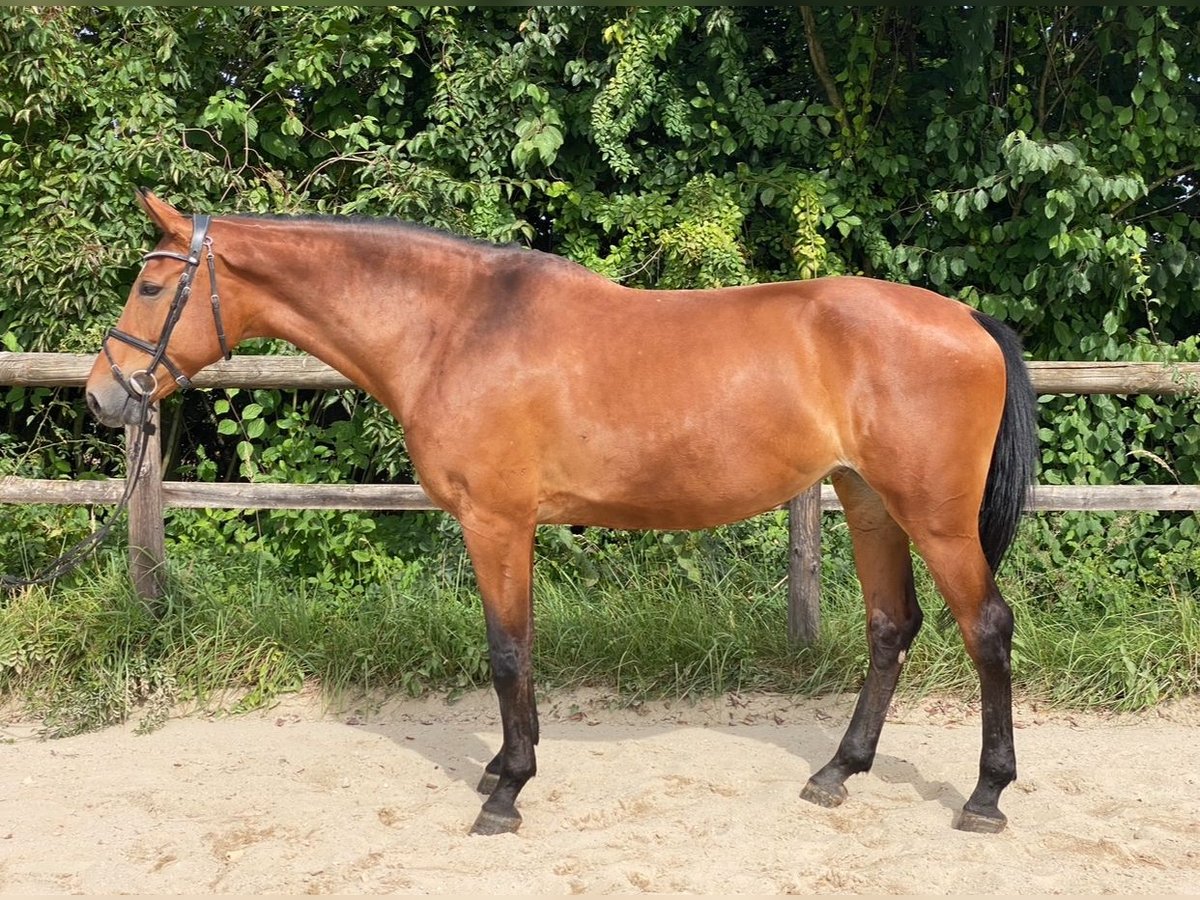 Duits sportpaard Merrie 7 Jaar 169 cm in Unterneukirchen