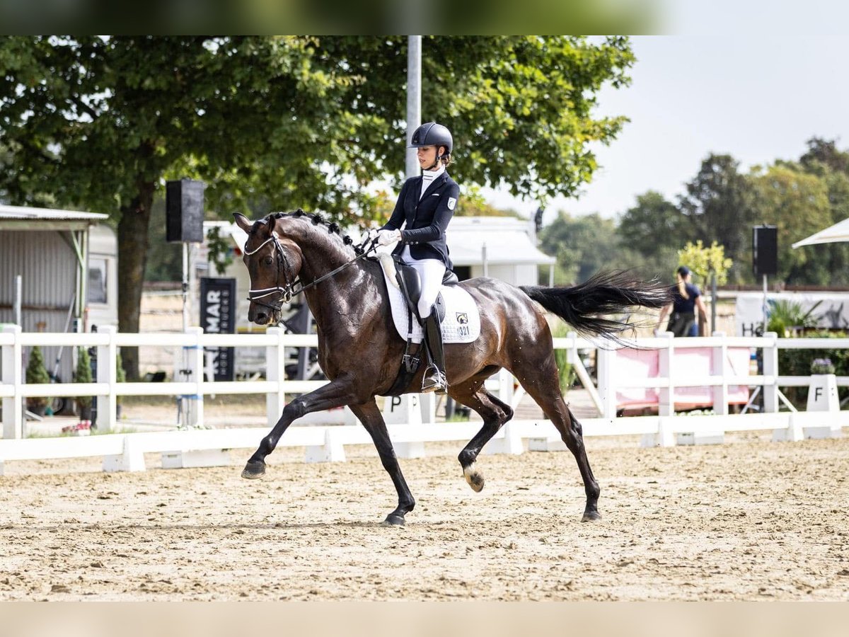 Duits sportpaard Merrie 7 Jaar 170 cm Bruin in Mönchengladbach