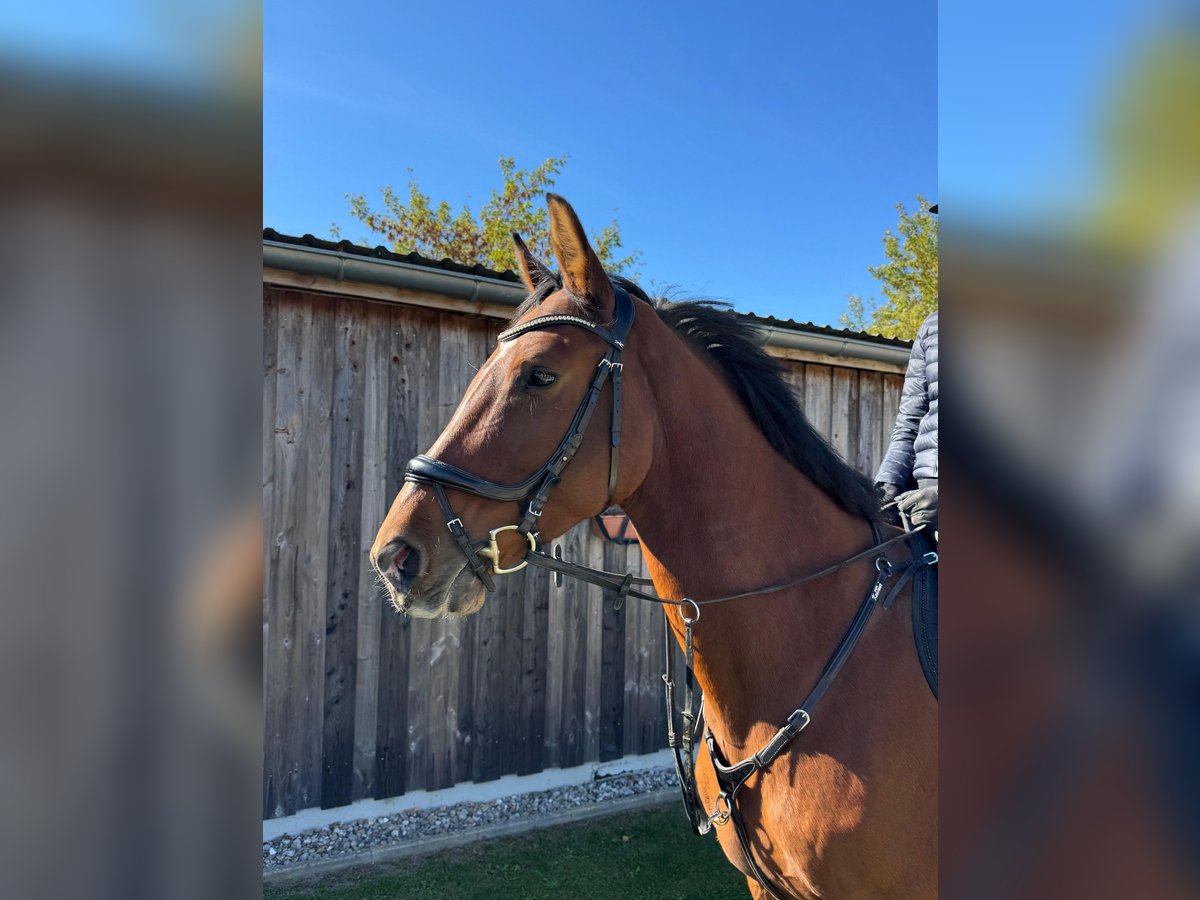 Duits sportpaard Merrie 7 Jaar 170 cm Bruin in Rostock