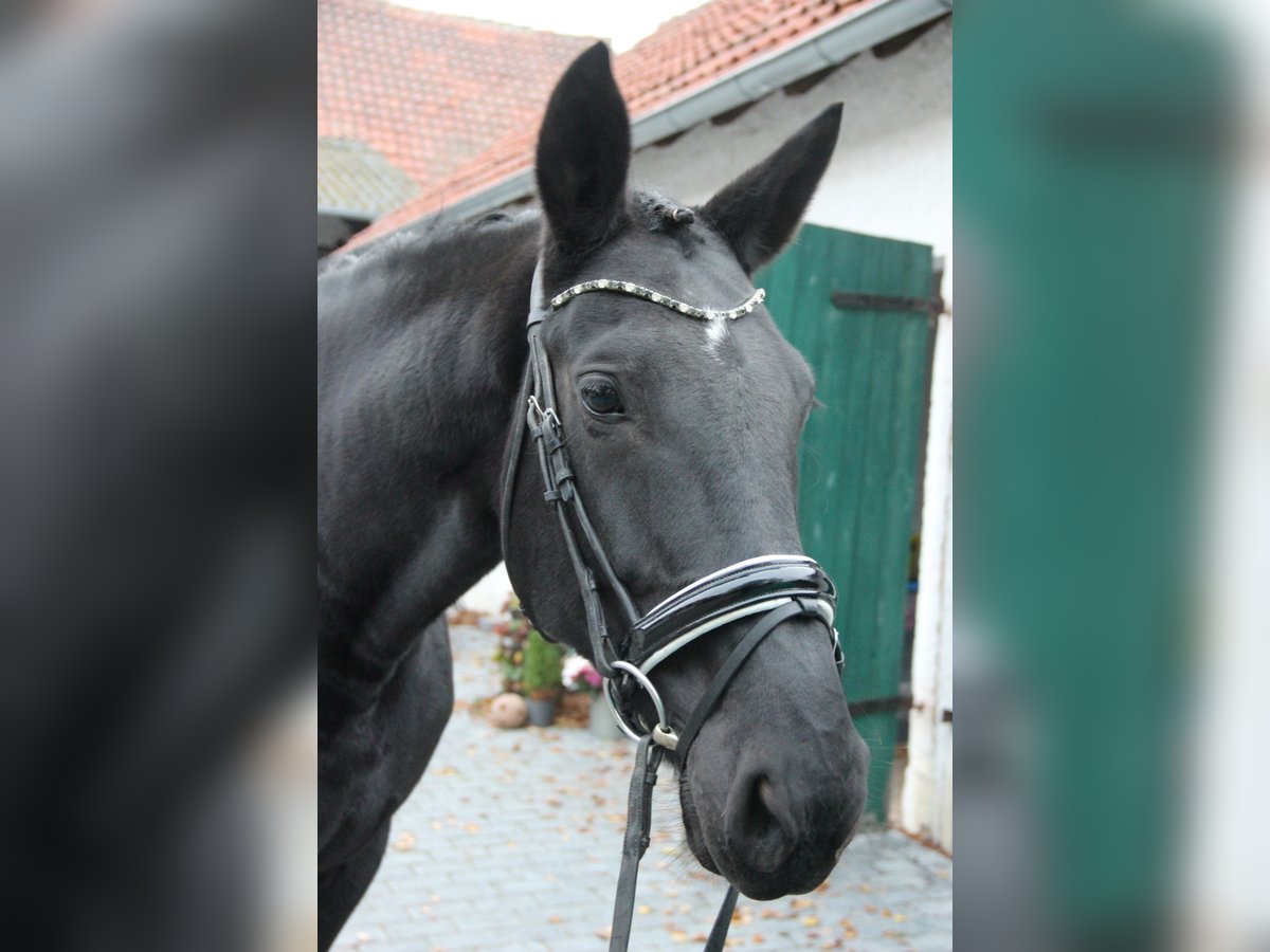 Duits sportpaard Merrie 7 Jaar 175 cm Zwart in Rennau