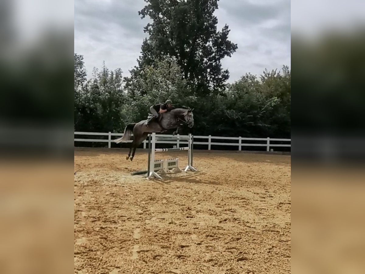 Duits sportpaard Merrie 7 Jaar 180 cm Schimmel in Mutlangen