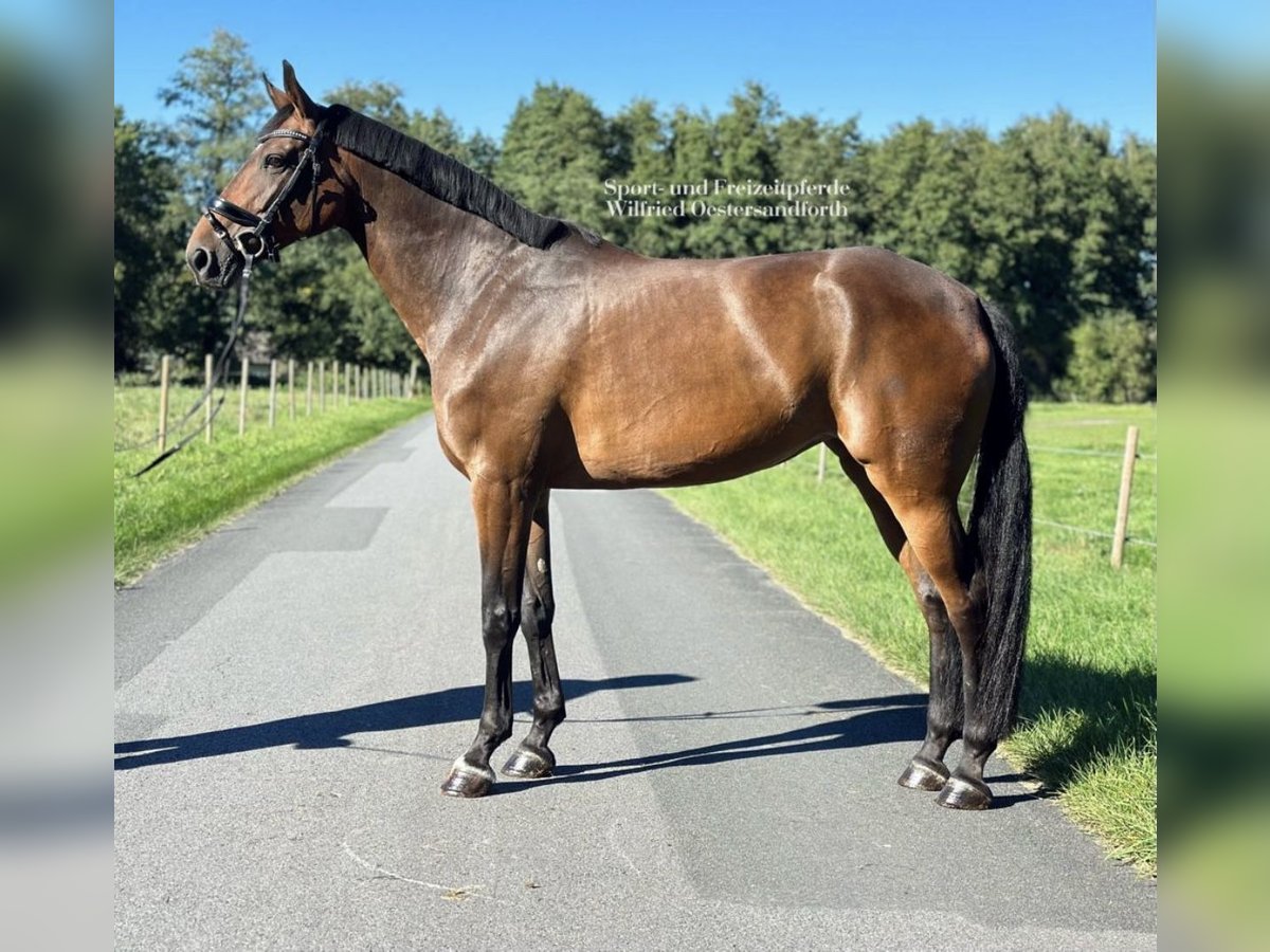 Duits sportpaard Merrie 8 Jaar 163 cm Bruin in Verl