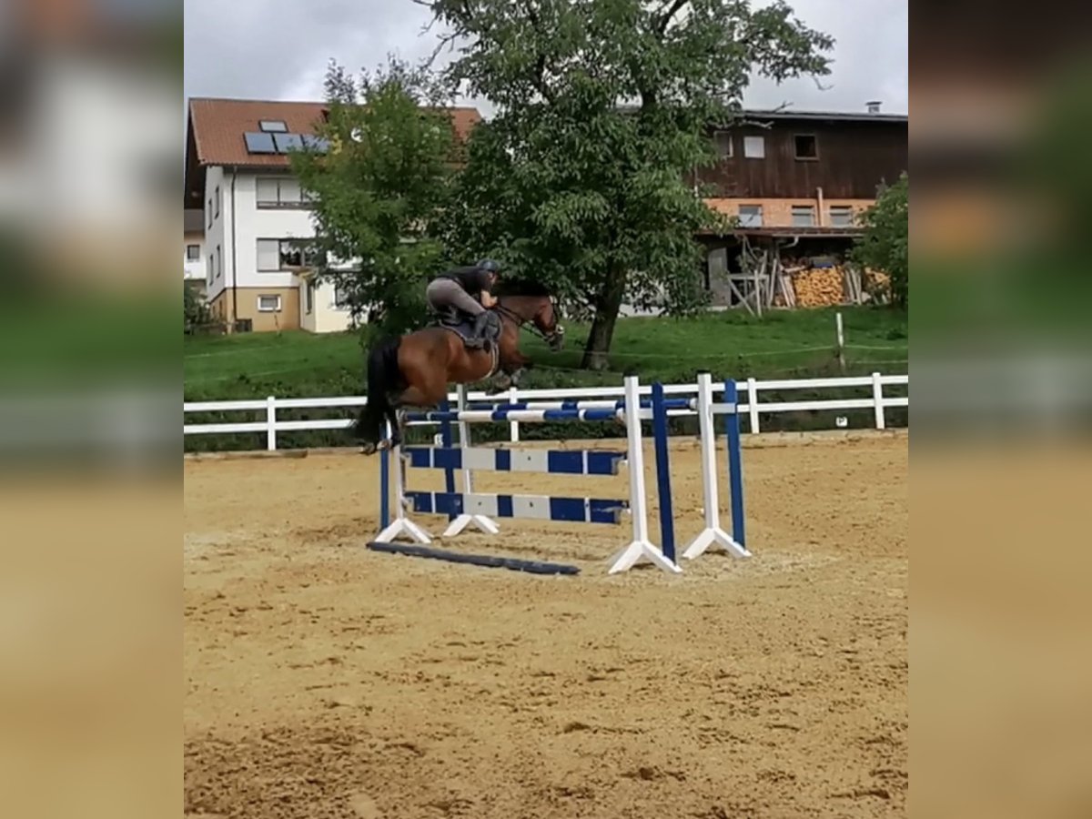 Duits sportpaard Merrie 8 Jaar 165 cm Brauner in Mutlangen