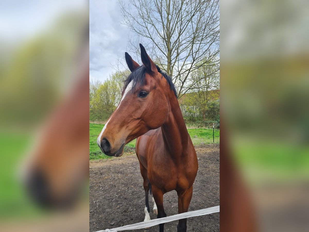 Duits sportpaard Merrie 8 Jaar 165 cm Bruin in Neuruppin