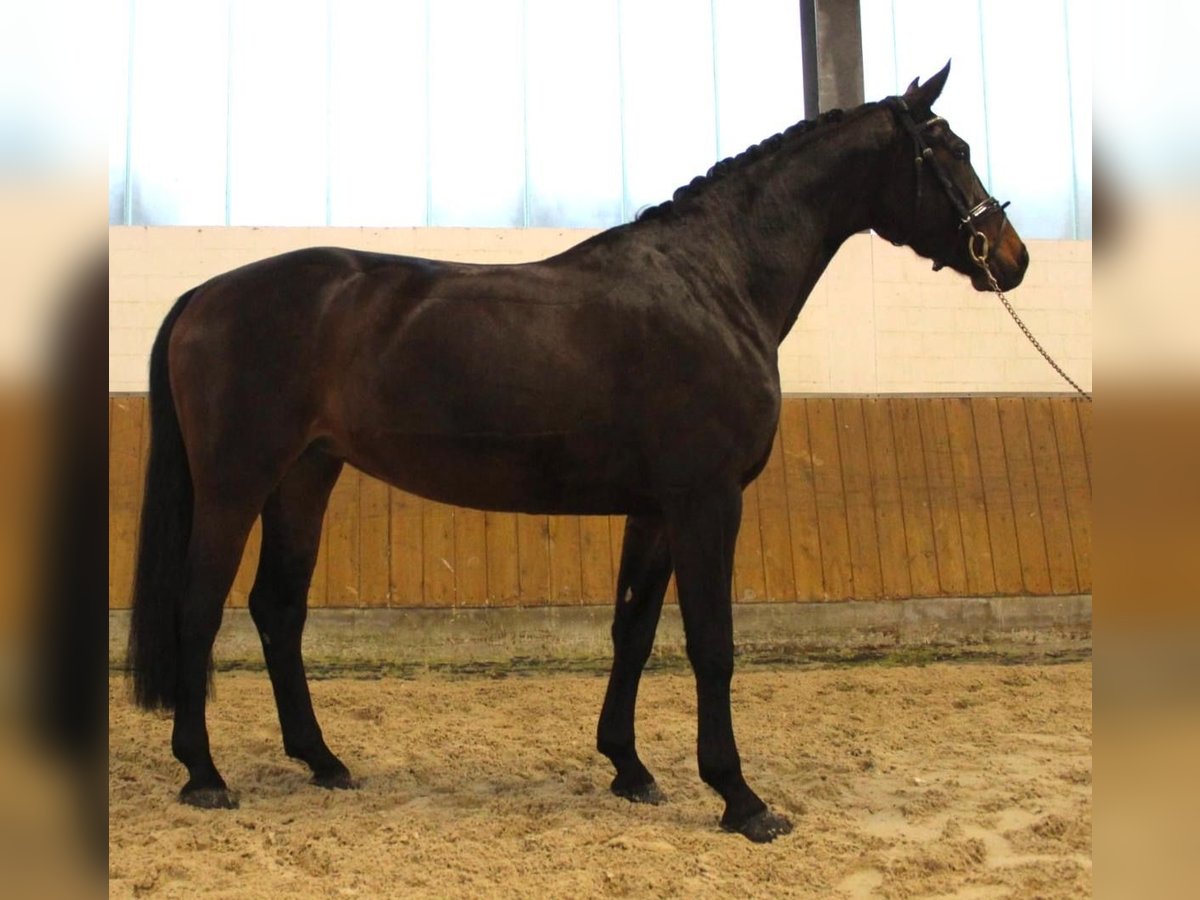 Duits sportpaard Merrie 8 Jaar 167 cm Donkerbruin in SteinfurtSteinfurt