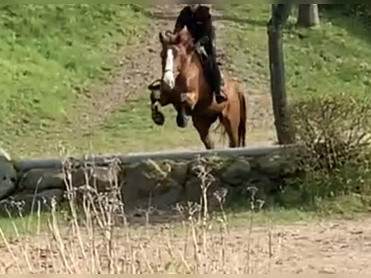 Duits sportpaard Merrie 8 Jaar 167 cm Vos in Hof