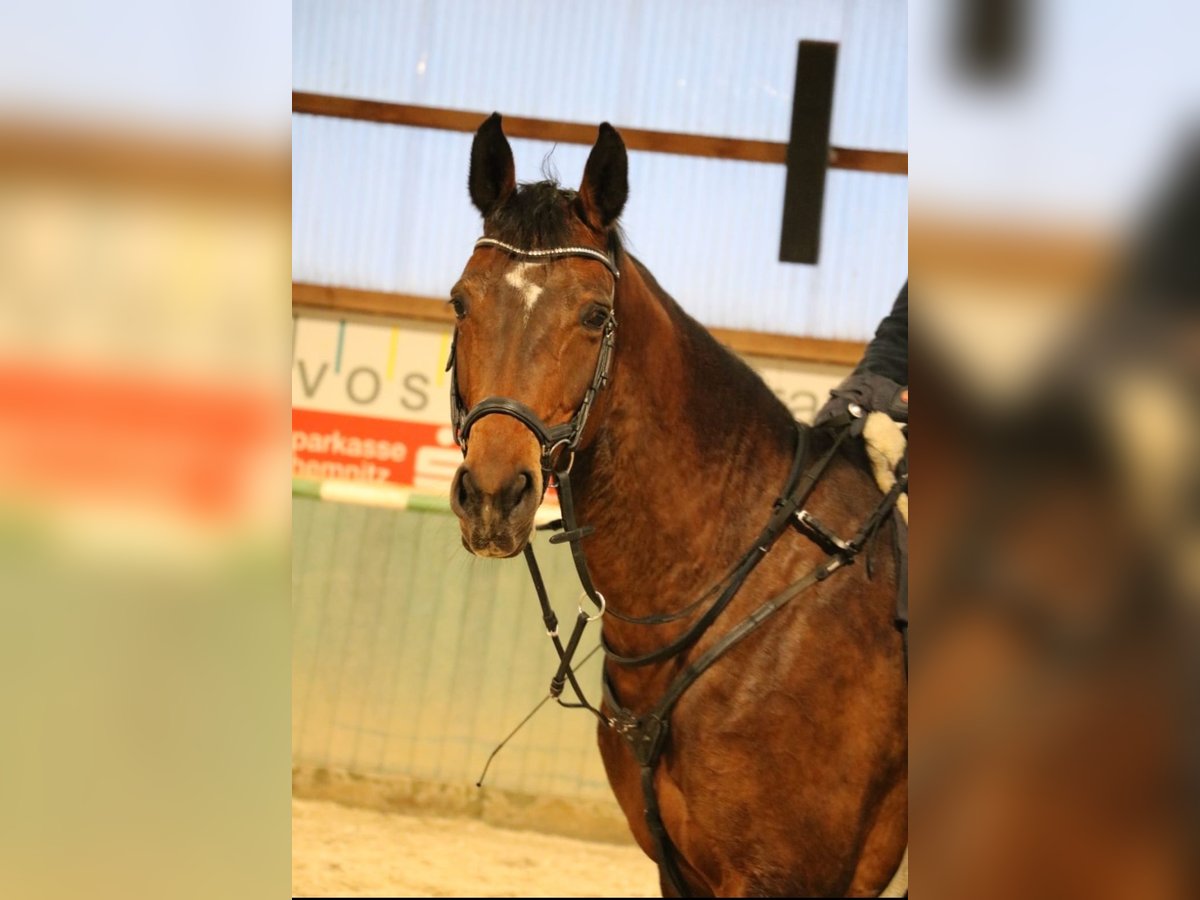 Duits sportpaard Merrie 8 Jaar 169 cm Bruin in R&#xF6;hrsdorf
