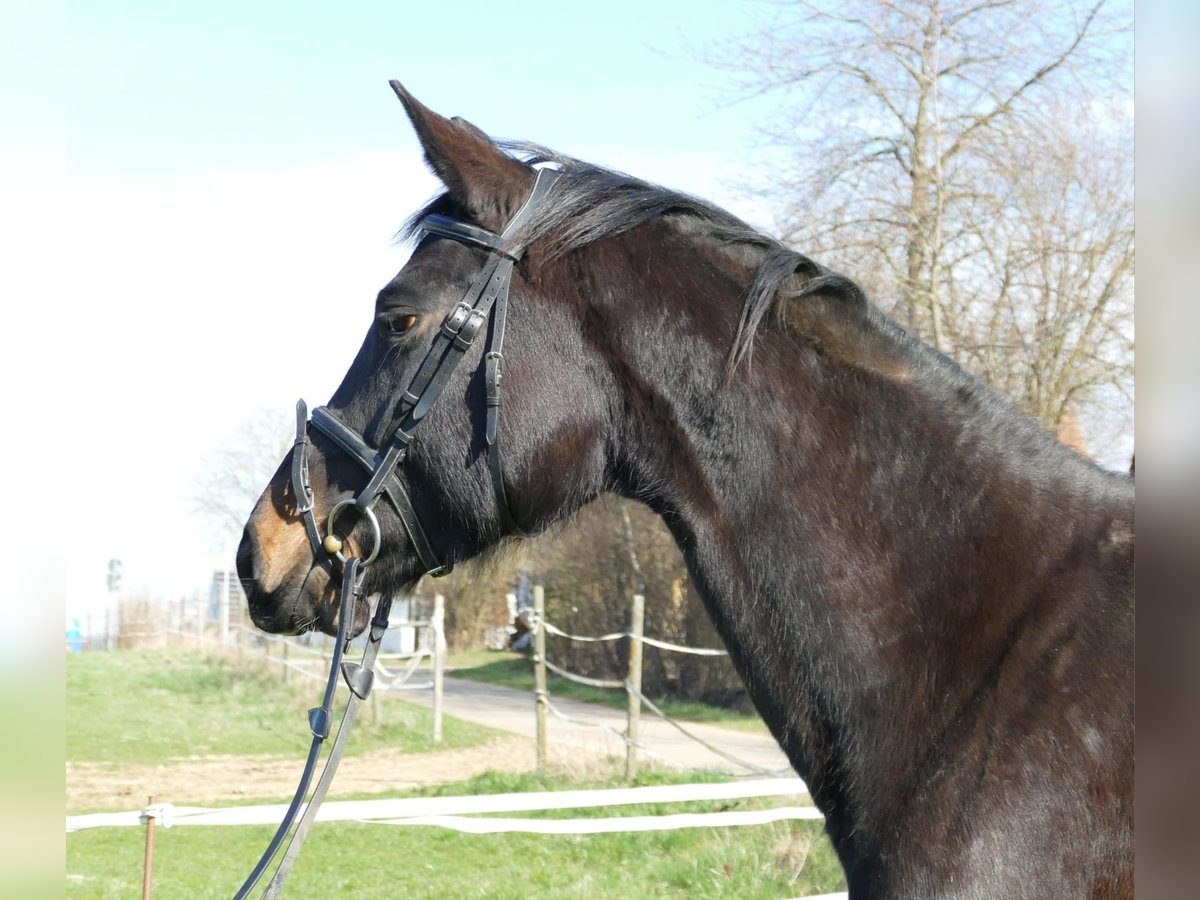 Duits sportpaard Merrie 8 Jaar 170 cm Zwart in Scheßlitz