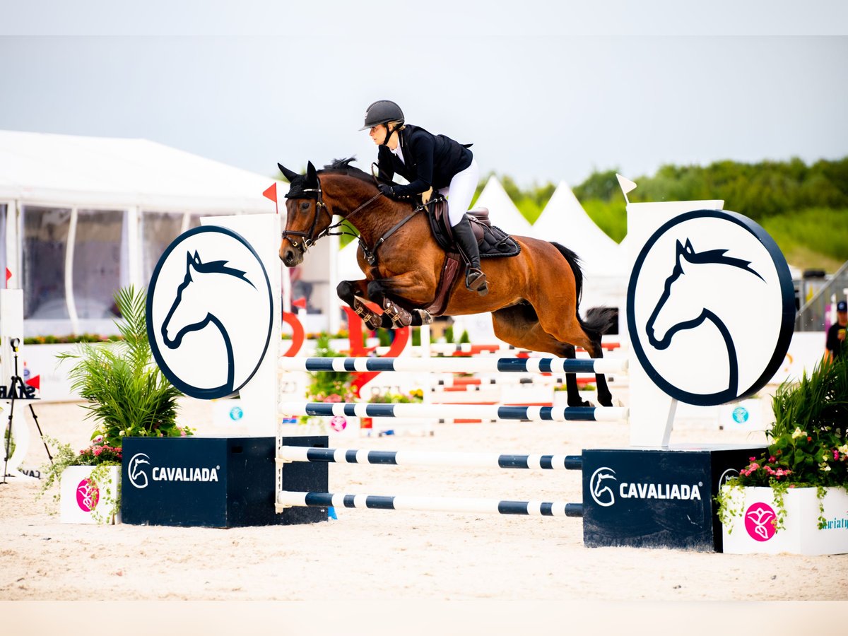 Duits sportpaard Merrie 9 Jaar 160 cm Donkerbruin in Ueckerm&#xFC;nde