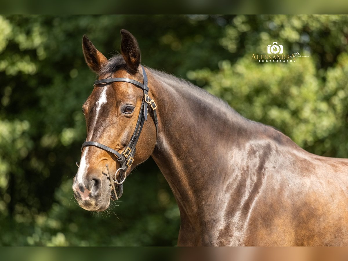 Duits sportpaard Merrie 9 Jaar 165 cm Bruin in Bad Feilnbach