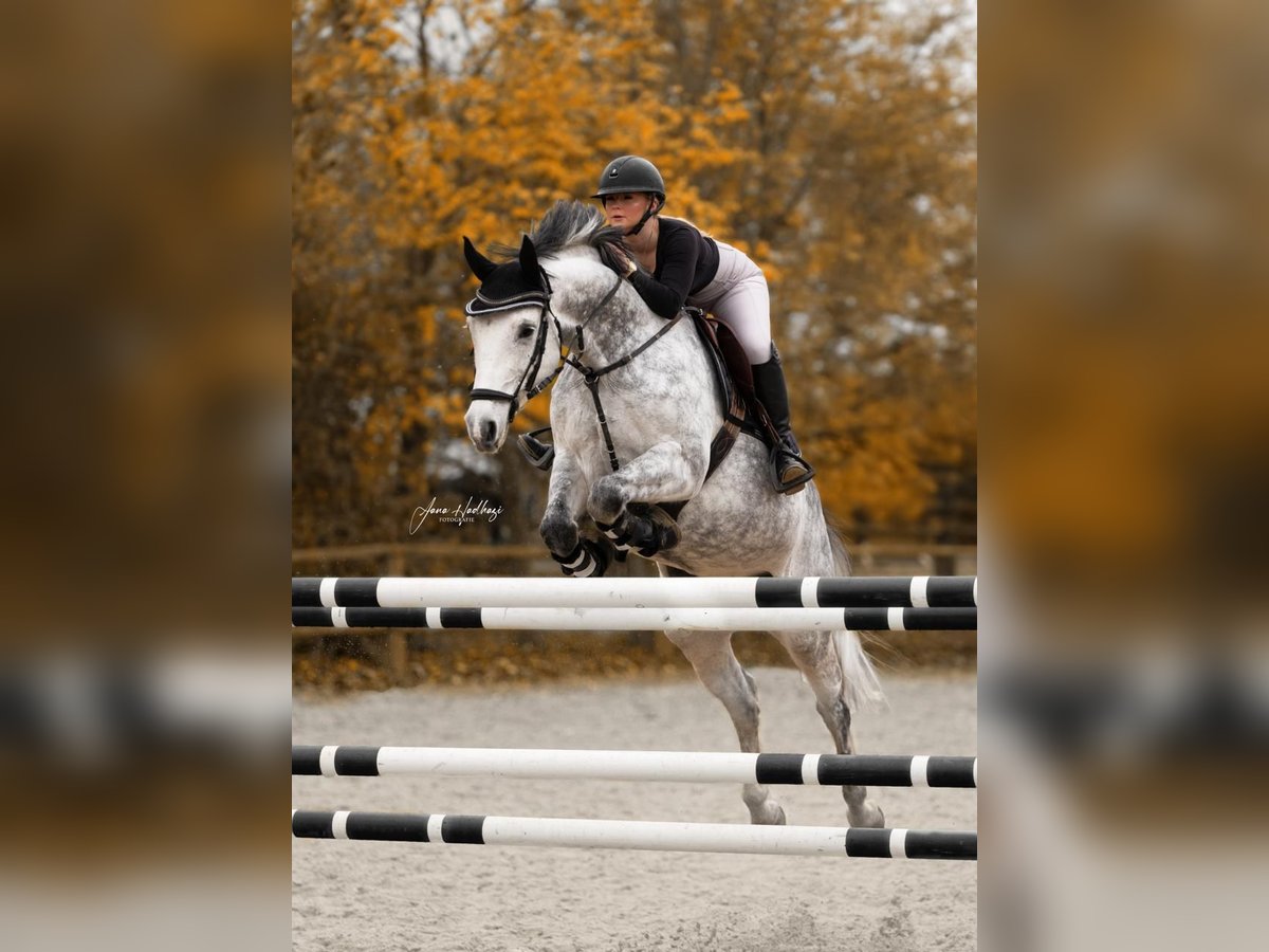 Duits sportpaard Merrie 9 Jaar 165 cm Schimmel in Heideland