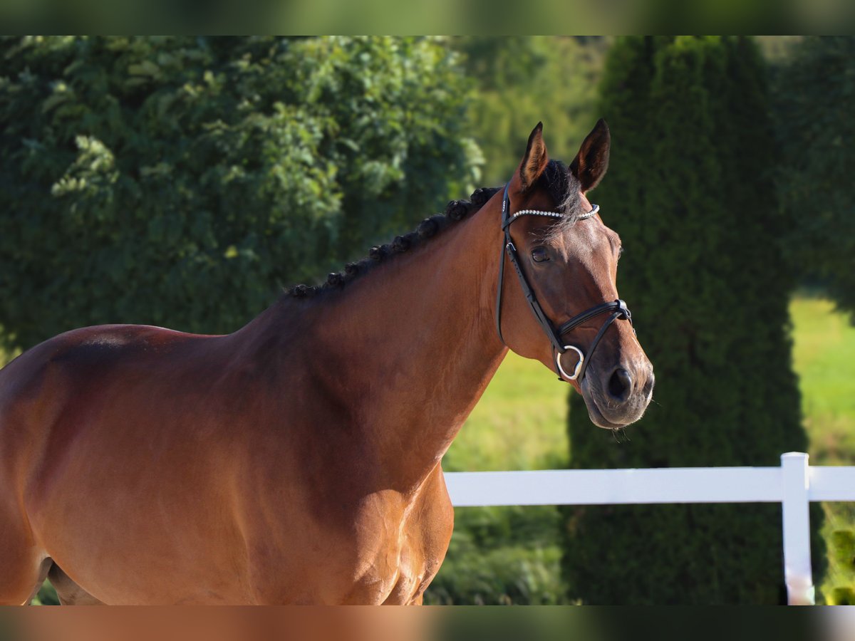 Duits sportpaard Merrie 9 Jaar 166 cm Bruin in Schw&#xE4;bisch HallSchw&#xE4;bisch Hall
