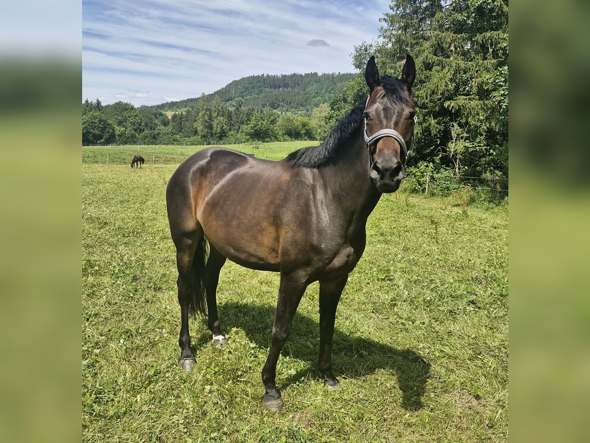 Duits sportpaard Merrie 9 Jaar 166 cm Bruin in Balingen