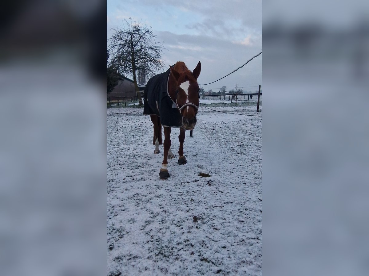 Duits sportpaard Merrie 9 Jaar 174 cm in Heilbronn