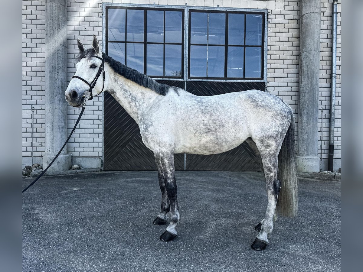 Duits sportpaard Merrie 9 Jaar 174 cm Schimmel in Haldenwang