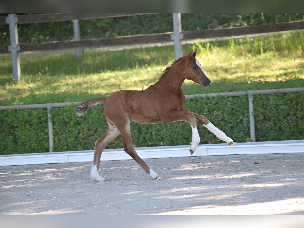 Duits sportpaard Merrie Veulen (04/2025) 165 cm Donkere-vos in Vielbaum