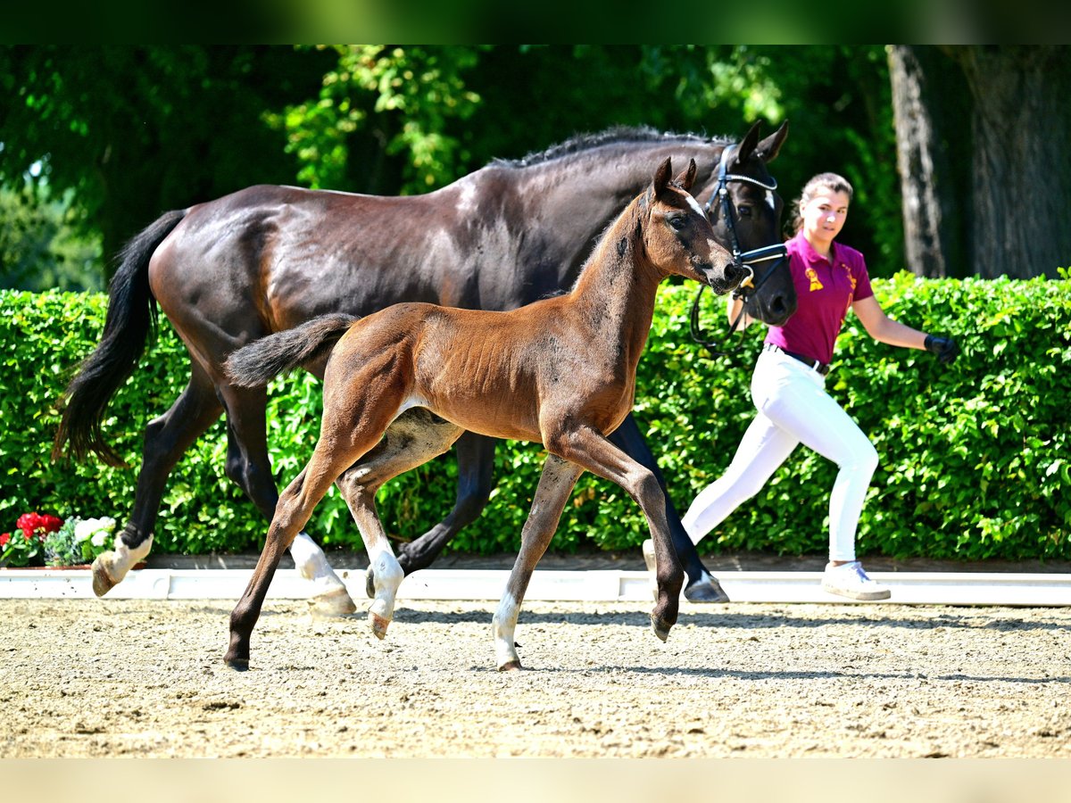 Duits sportpaard Merrie veulen (06/2024) 168 cm Bruin in Möllenbeck