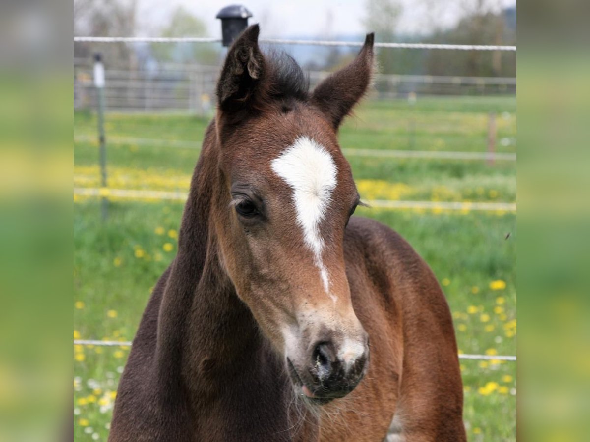 Duits sportpaard Merrie veulen (01/2024) 168 cm Bruin in Kirchroth