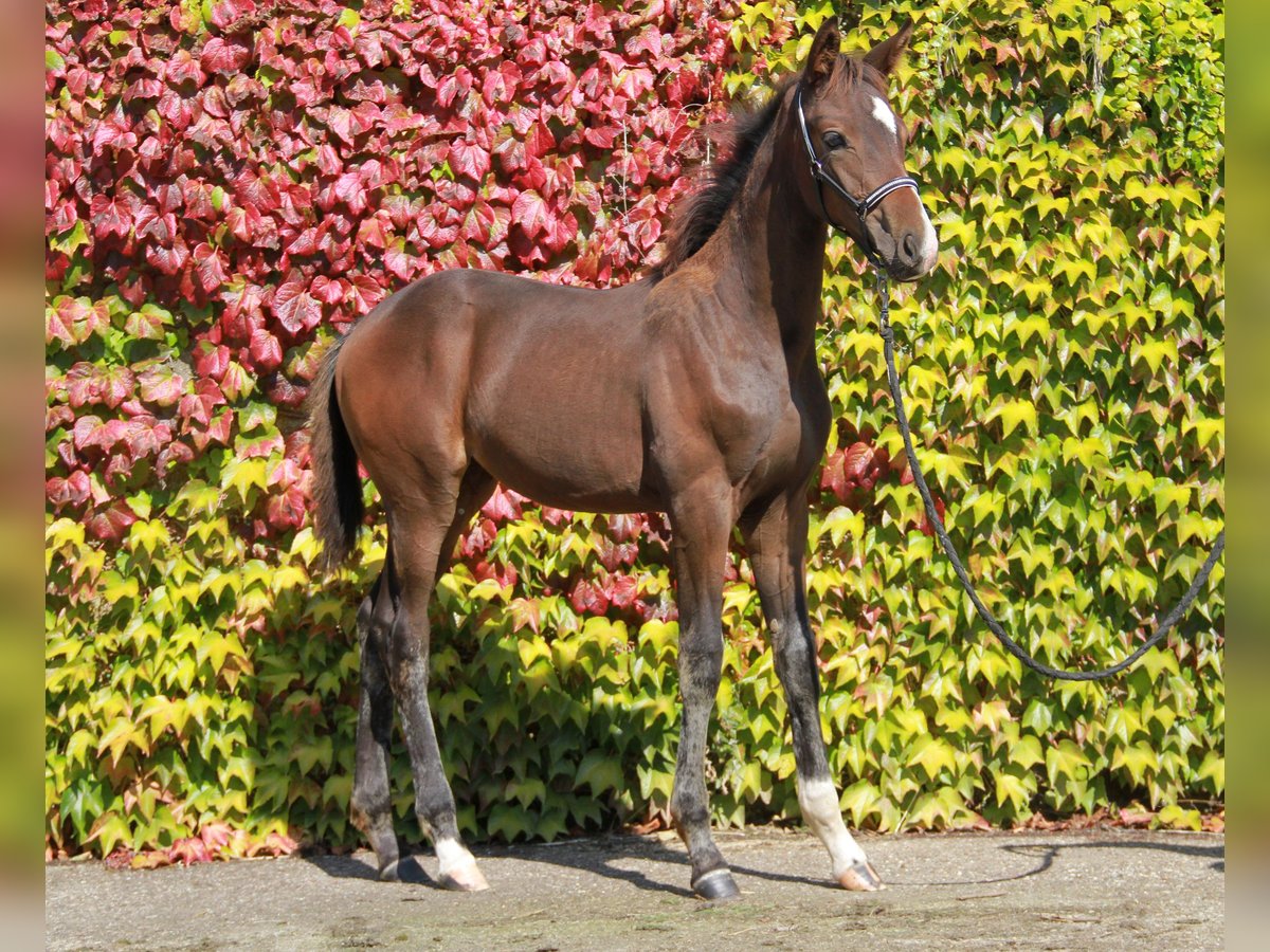 Duits sportpaard Merrie veulen (05/2024) 169 cm Donkerbruin in Neckargemünd