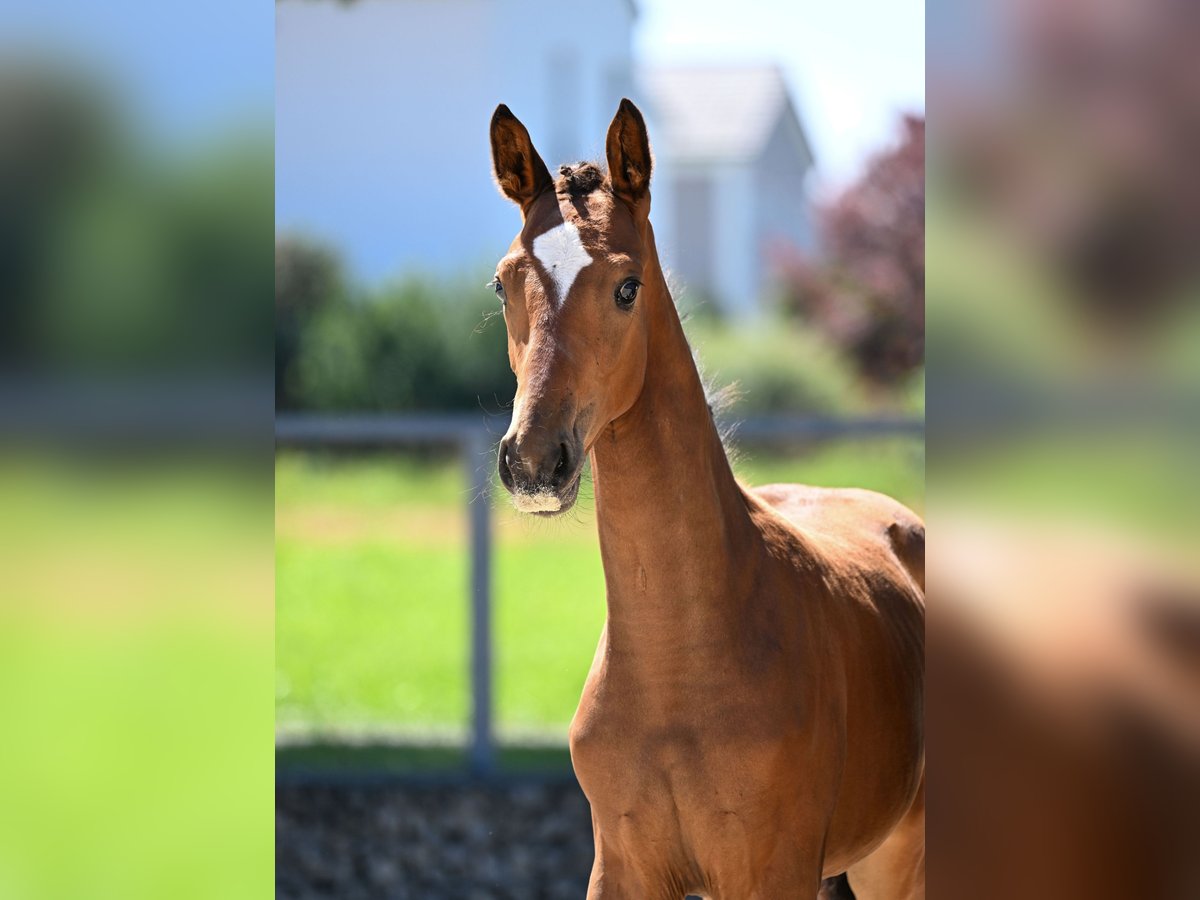 Duits sportpaard Merrie Veulen (04/2025) 170 cm Bruin in Solnhofen