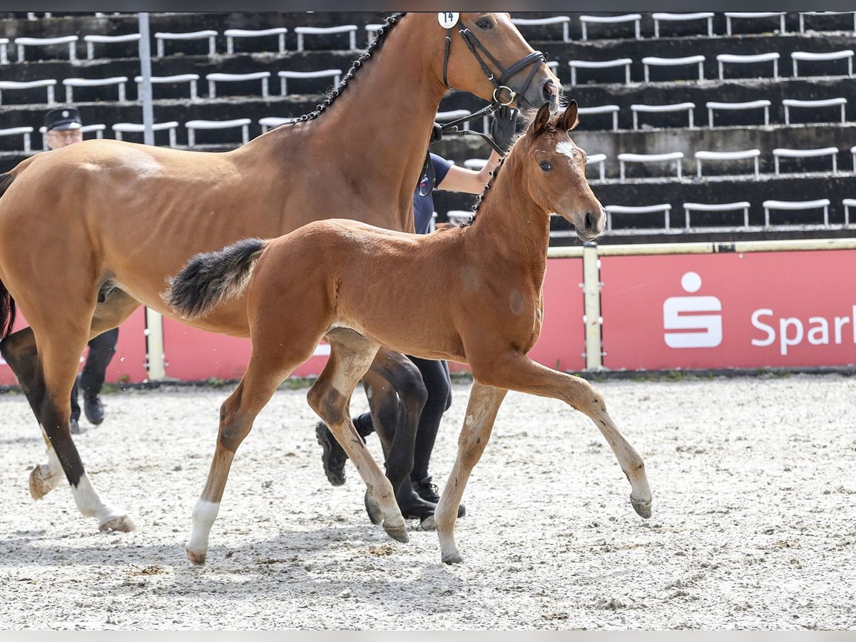 Duits sportpaard Merrie veulen (03/2024) Bruin in Fronhofen