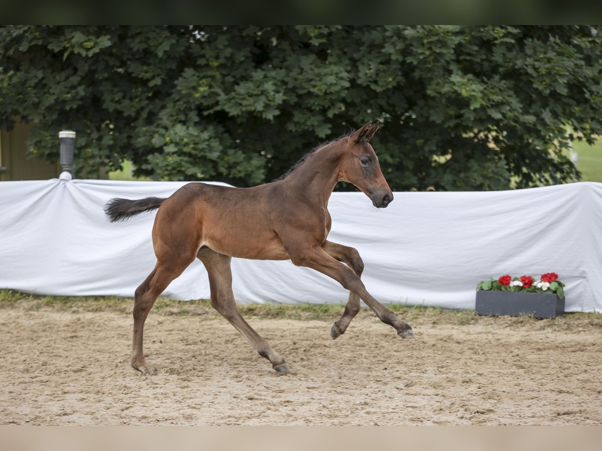 Duits sportpaard Merrie veulen (05/2024) Donkerbruin in Uhingen