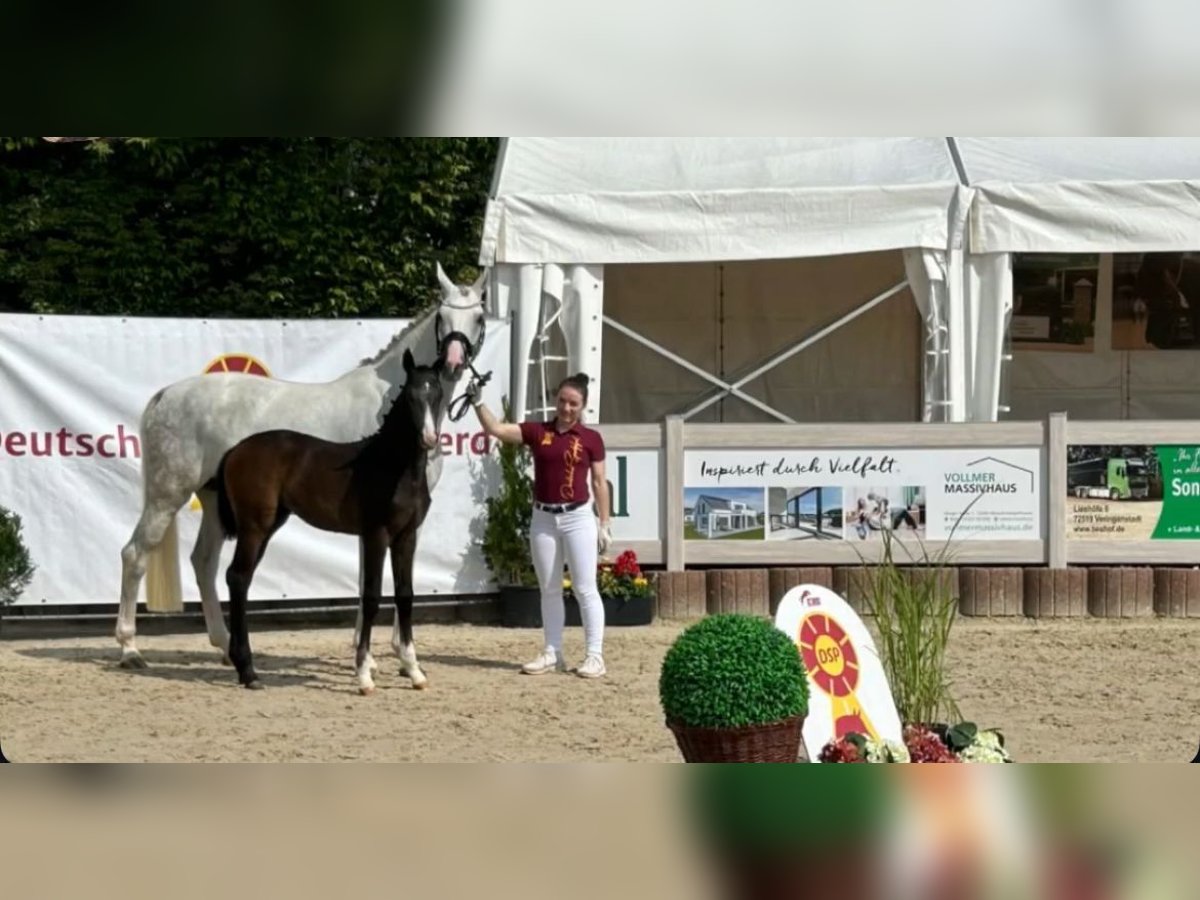 Duits sportpaard Merrie  Schimmel in Hayingen